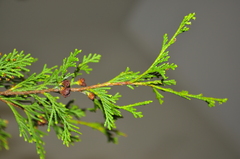 Chamaecyparis thyoides