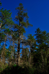 Chamaecyparis thyoides