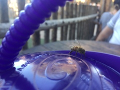 Apis mellifera