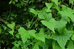 Zehneria japonica