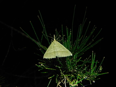 Epidesmia hypenaria