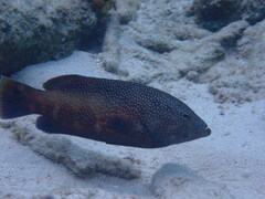 Cephalopholis fulva