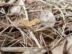 Achurum carinatum