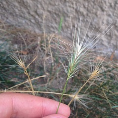 Hordeum murinum