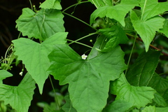 Zehneria japonica