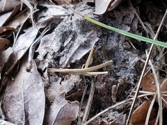 Achurum carinatum
