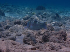 Halichoeres radiatus