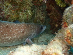 Rypticus saponaceus