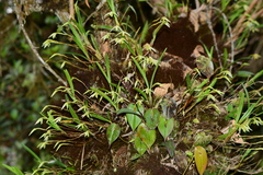 Maxillaria acuminata