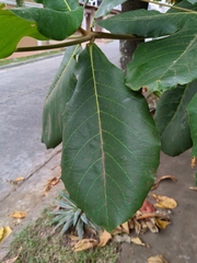 Terminalia catappa