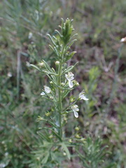 Teucrium trifidum
