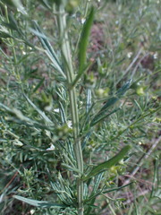 Teucrium trifidum
