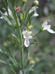 Teucrium trifidum