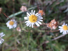 Felicia muricata
