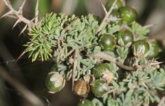 Asparagus suaveolens