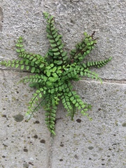 Asplenium trichomanes