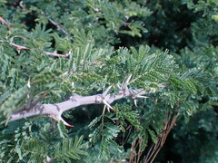 Vachellia hebeclada