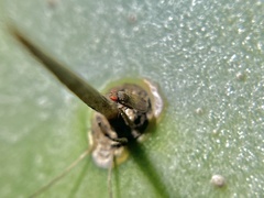 Drosophila repleta