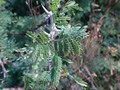 Vachellia hebeclada