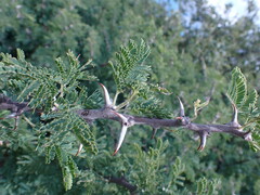 Vachellia hebeclada