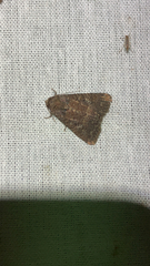 Condica illecta