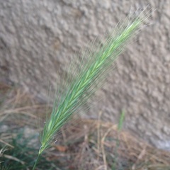 Hordeum murinum