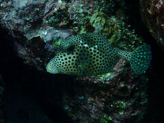 Lactophrys bicaudalis