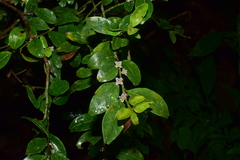 Ilex pubescens