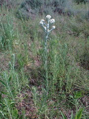 Pseudognaphalium oligandrum