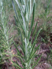 Pseudognaphalium oligandrum