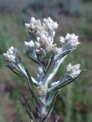 Pseudognaphalium oligandrum