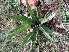 Ledebouria luteola