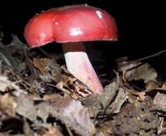 Russula betularum