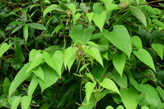 Dioscorea japonica