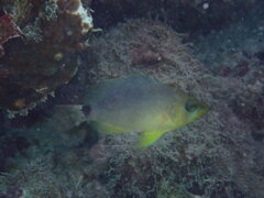 Hypoplectrus unicolor