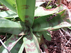 Ledebouria luteola