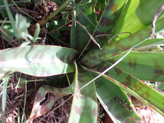 Ledebouria luteola