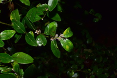 Ilex pubescens