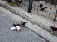 Columba livia domestica