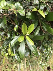 Myrsine seguinii