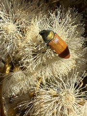 Castiarina subtincta