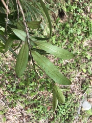 Myrsine seguinii