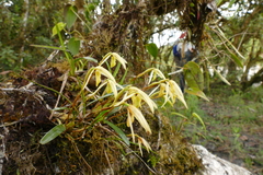 Maxillaria acuminata