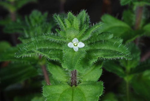 Representative image of Veronica arvensis