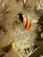 Castiarina subtincta