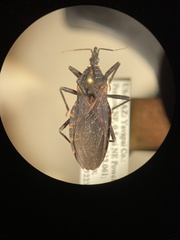 Triatoma