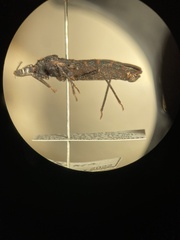Triatoma