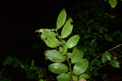 Ilex pubescens