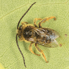 Melissodes illatus