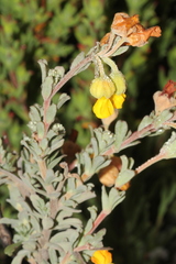 Hermannia trifoliata